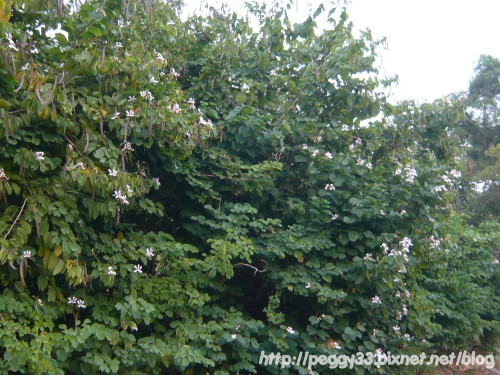 P1040817.JPG P1040817.JPG