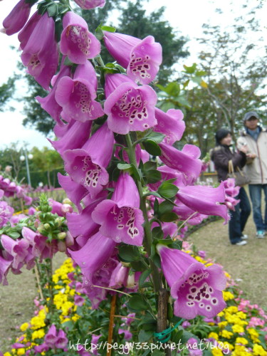 P1060194.JPG P1060194.JPG