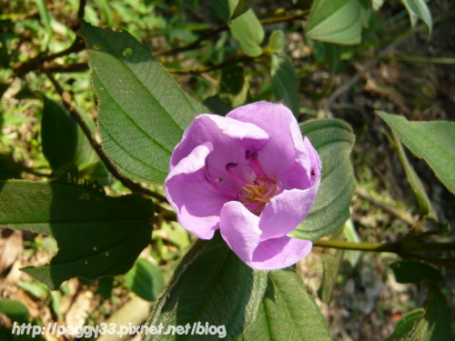 P1080130.JPG P1080130.JPG