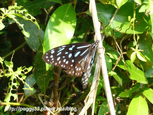 P1080136.JPG P1080136.JPG