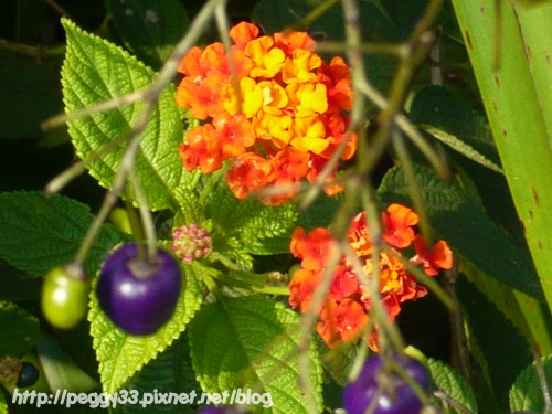 P1080153.JPG P1080153.JPG