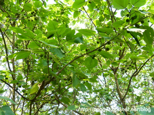 P1080175.JPG P1080175.JPG