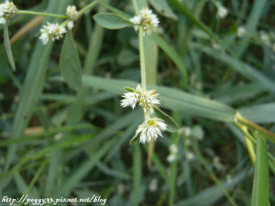 P1130049.JPG P1130049.JPG