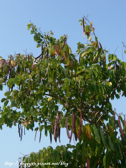 P1130067.JPG P1130067.JPG