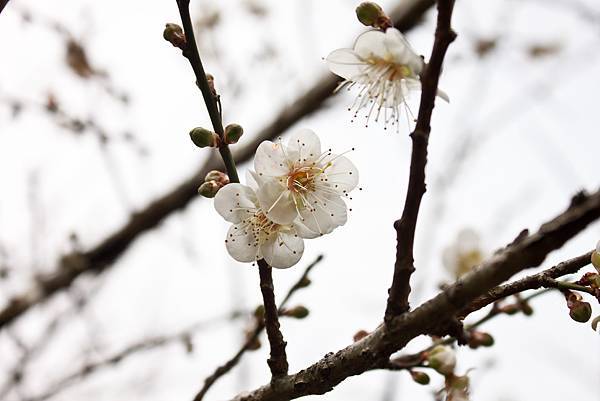 20150102-風櫃斗賞梅-15.jpg