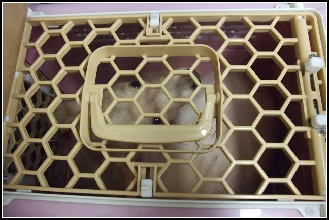 高鐵-3