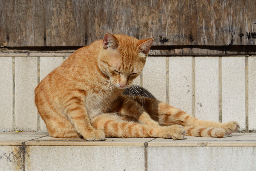 DSC_8991.jpg