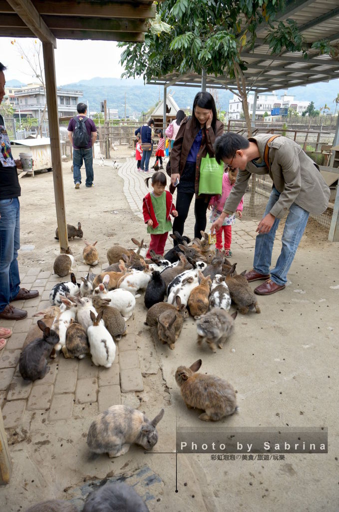 7.棗莊-小動物的家