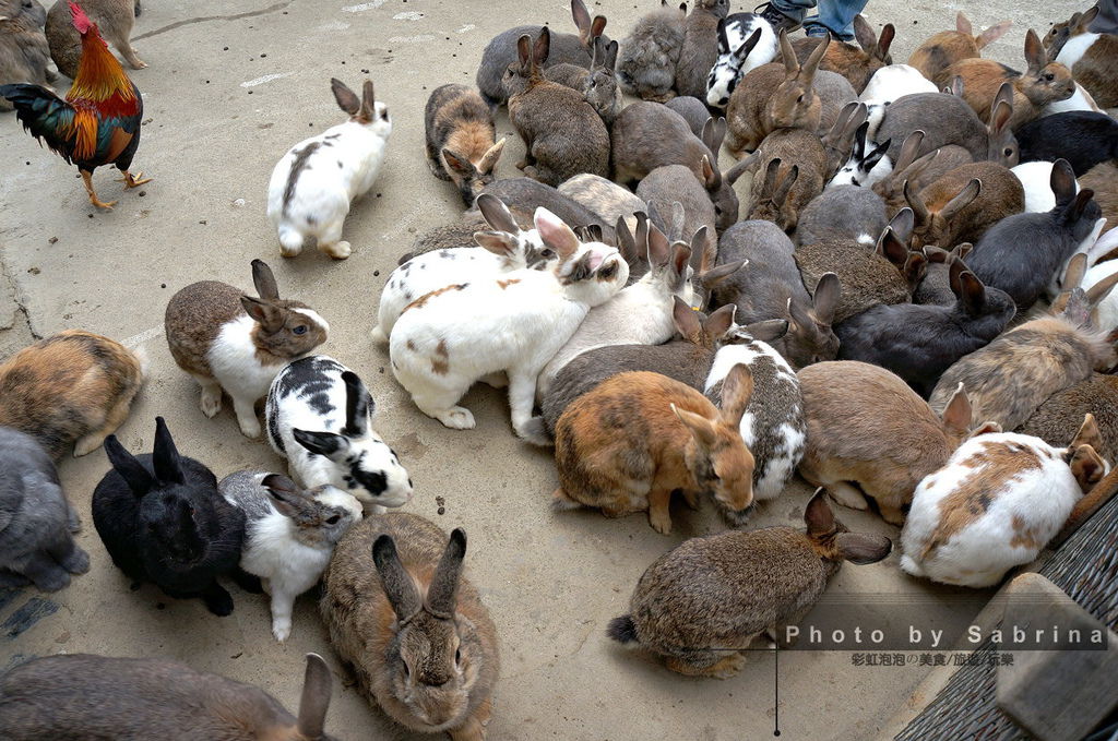 8.棗莊-小動物的家