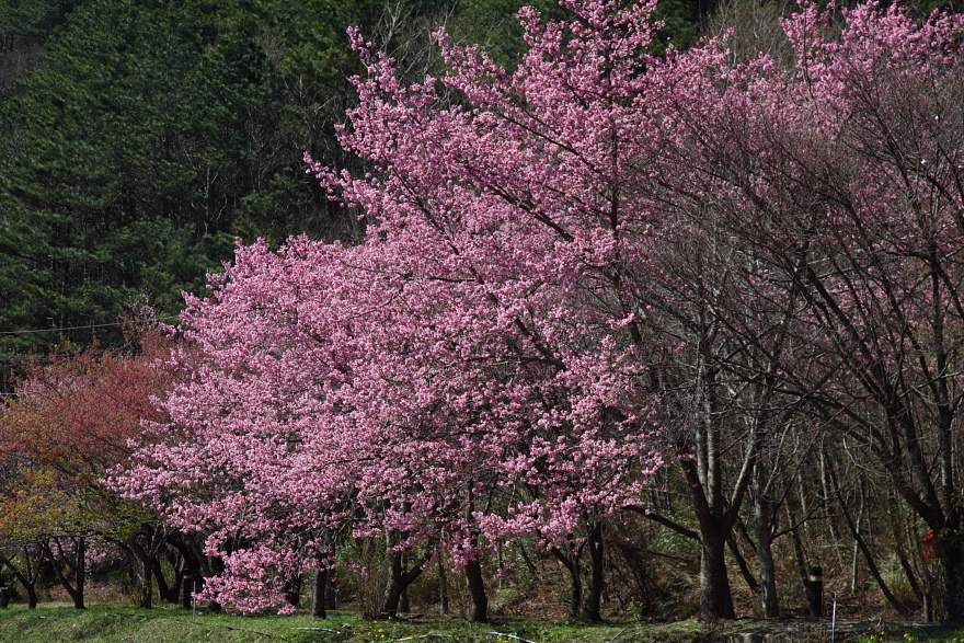 S_DPP_S4507 S_DPP_S4507