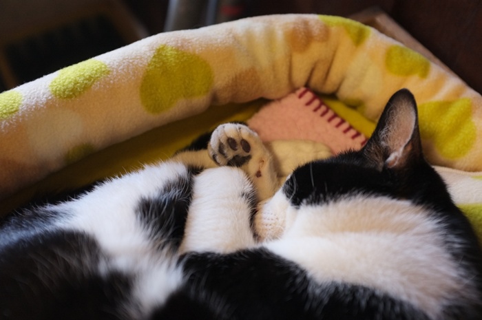 京都逃現鄉 (13).JPG