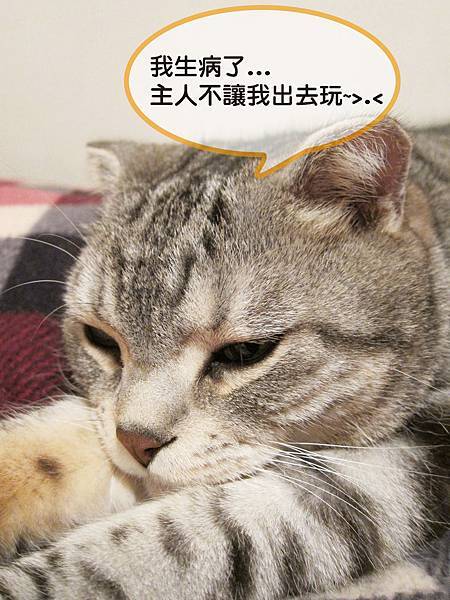 【斑斑貓家族日記】曼小尼生病記