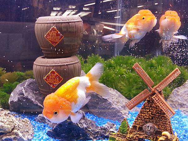 186404677023 186404677023