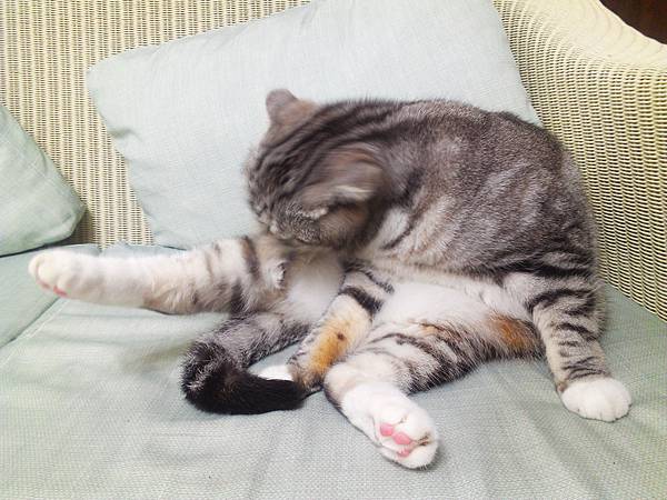 【斑斑貓家族日記】-貓洗臉‧要下雨?