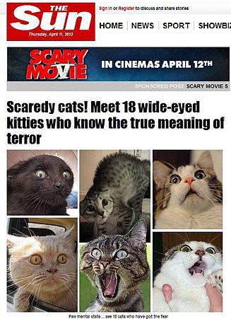 貓咪嚇破膽 貓咪嚇破膽