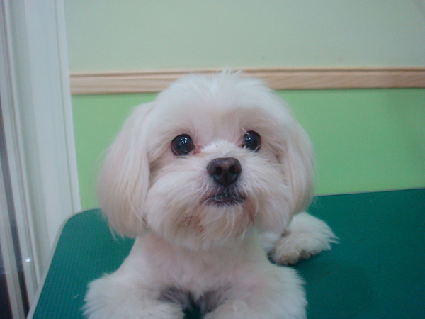 OREO 美容前-1.JPG