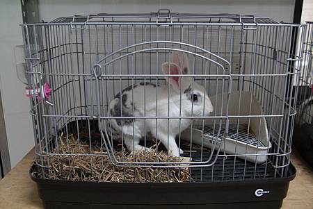 院長飼養的捐血兔 院長飼養的捐血兔