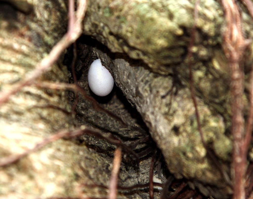 照片會被縮小嗎？