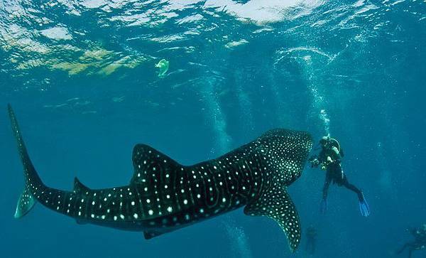 WHALE SHARK DIVING