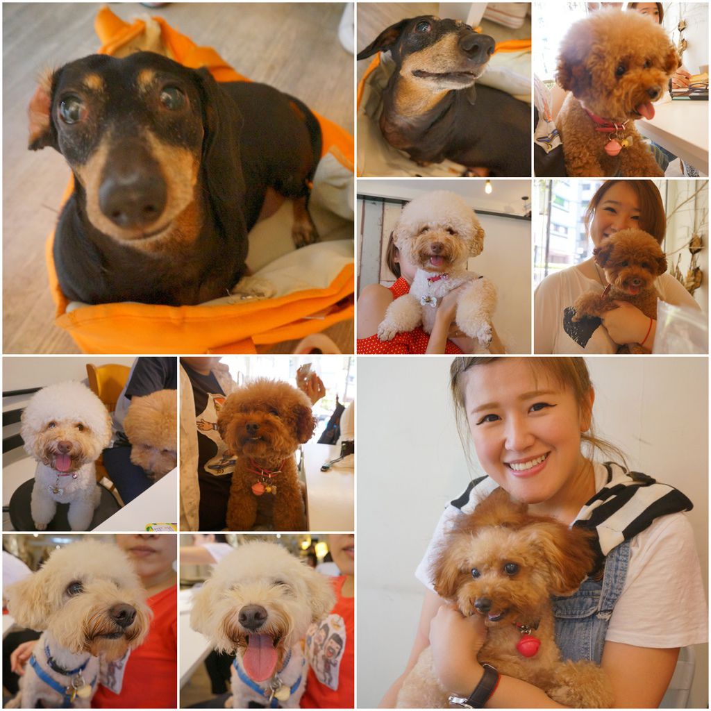 狗 狗