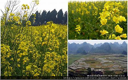 1【油菜花開的季節】 在春天五顏六色的花團錦簇中,黃澄澄的油菜花海點綴山間田野,放眼望去格外顯得清新脫俗,在大陸每年更舉辦網友票選最受歡迎的油菜花景點活動。 而最受歡迎的就是陝西漢中的油菜花,這裡屬於盆地地形,每當花開時節,金黃色渲染整個漢中,就好像大型的山水盆栽令人驚艷;而江蘇的興化、雲南的羅平、江西的婺源、湖北的荊門…等自然也是榜上有名,列為十大人氣景點之內。 喜歡純樸自然的田野風情嗎?春暖花開時,不妨到此一遊,絕對讓你讚不絕口。 【油菜花開的季節】 在春天五顏六色的花團錦簇中,黃澄澄的油菜花海點綴山間田野,放眼望去格外顯得清新脫俗,在大陸每年更舉辦網友票選最受歡迎的油菜花景點活動。 而最受歡迎的就是陝西漢中的油菜花,這裡屬於盆地地形,每當花開時節,金黃色渲染整個漢中,就好像大型的山水盆栽令人驚艷;而江蘇的興化、雲南的羅平、江西的婺源、湖北的荊門…等自然也是榜上有名,列為十大人氣景點之內。 喜歡純樸自然的田野風情嗎?春暖花開時,不妨到此一遊,絕對讓你讚不絕口。