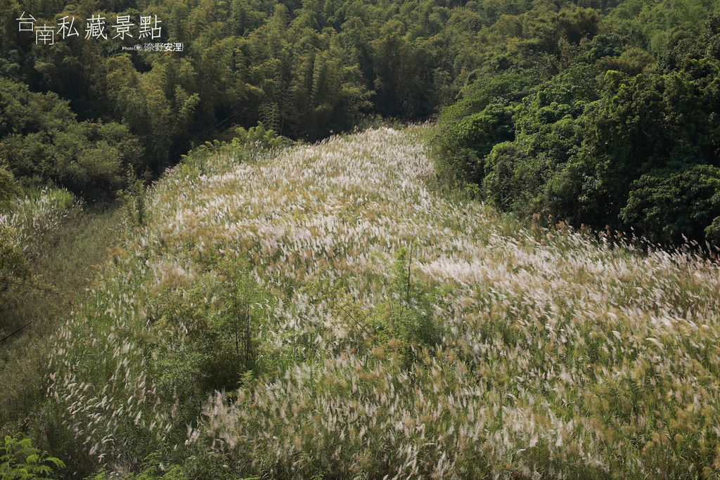 草山月世界 秋芒似冬雪