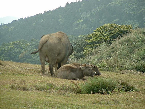 擎天崗水牛休憩畫面