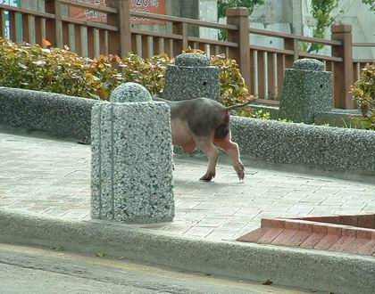 路上巧遇的公豬