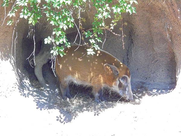 林肯公園動物園1
