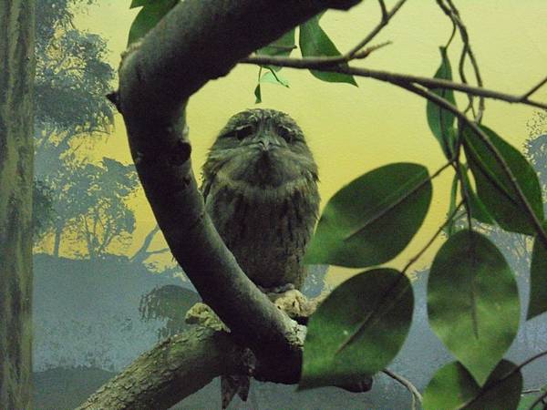 林肯公園動物園2