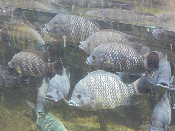 林肯公園動物園3