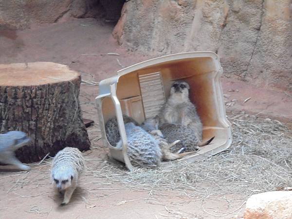 林肯公園動物園5