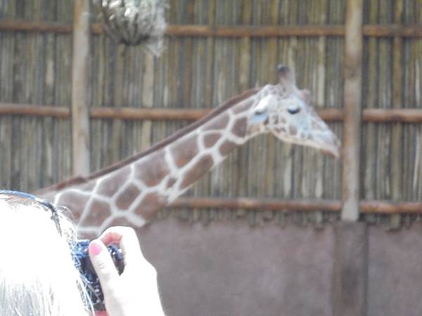 林肯公園動物園6