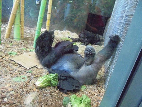 林肯公園動物園7