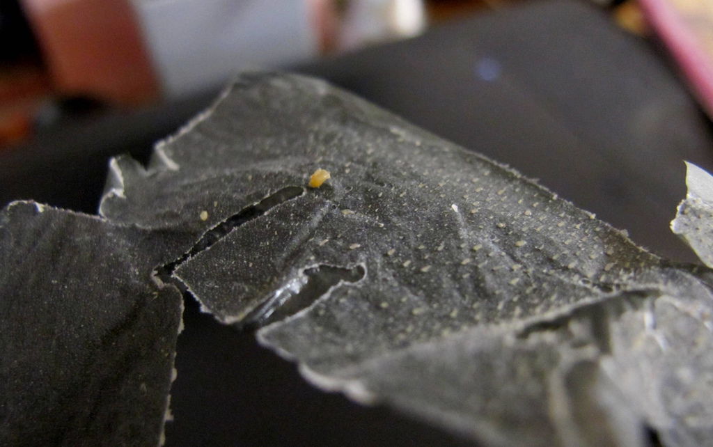 IMG_1662.JPG IMG_1662.JPG