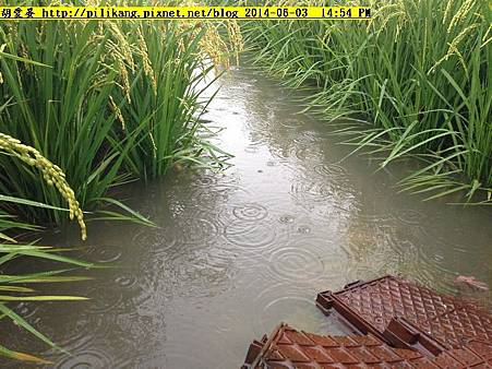 雨 011.jpg 雨 011.jpg