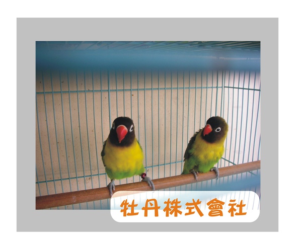 黑頭黃領巾牡丹 黑頭黃領巾牡丹