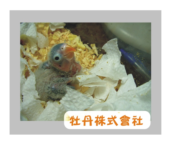 幼鳥 幼鳥
