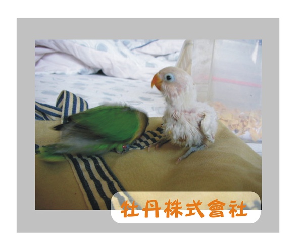 白斯比牡丹 白斯比牡丹