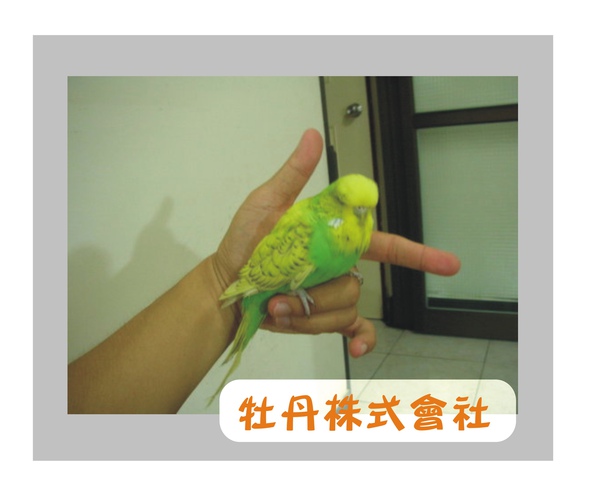 螢光綠 螢光綠