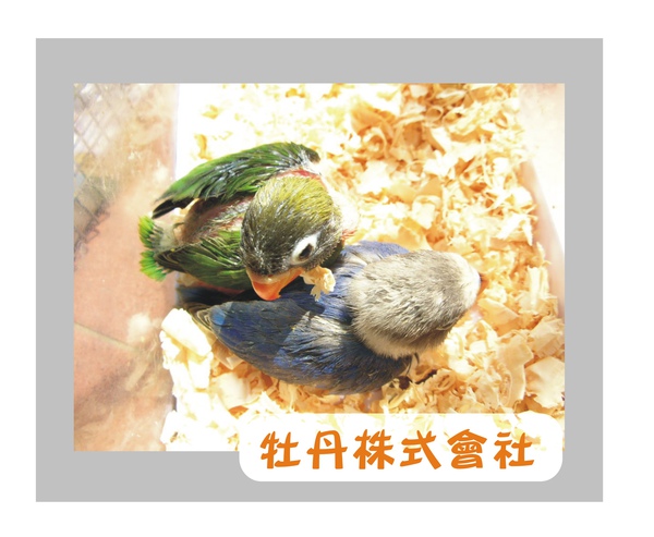 黑頭牡丹 黑頭牡丹