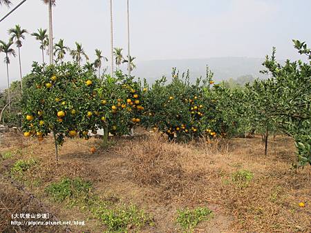 IMG_2253拷貝 IMG_2253拷貝