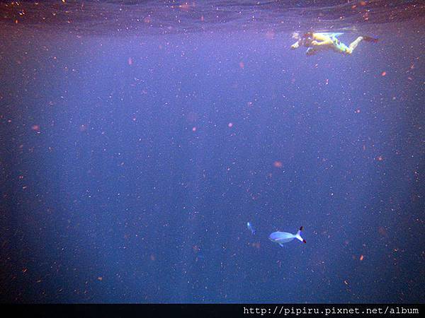 IMG_0696.JPG IMG_0696.JPG