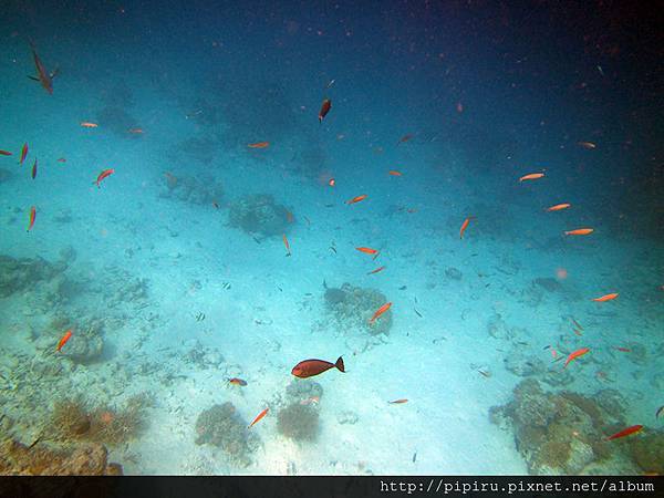 IMG_0775.JPG IMG_0775.JPG