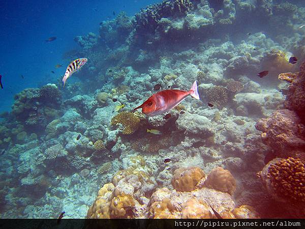 IMG_0820.JPG IMG_0820.JPG