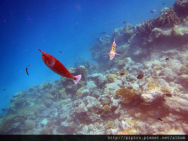 IMG_0821.JPG IMG_0821.JPG