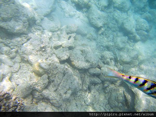 IMG_0826.JPG IMG_0826.JPG