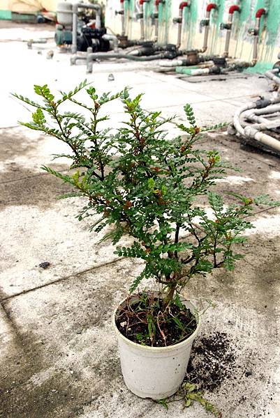 pics 031-1.jpg pics 031-1.jpg