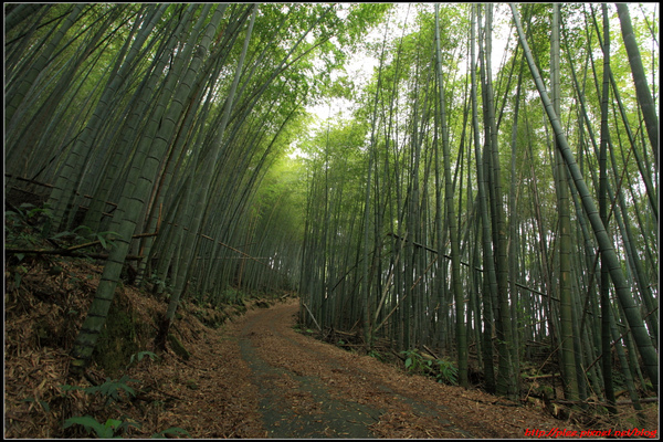 阿里山_01.jpg