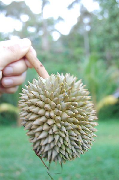 DSC_0534 - Copy.JPG DSC_0534 - Copy.JPG